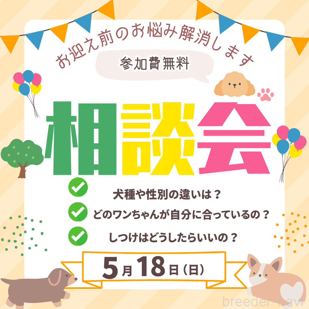 成約済の千葉県のチワックス:チワワ×ミニチュアダックスフンド-380093の3枚目